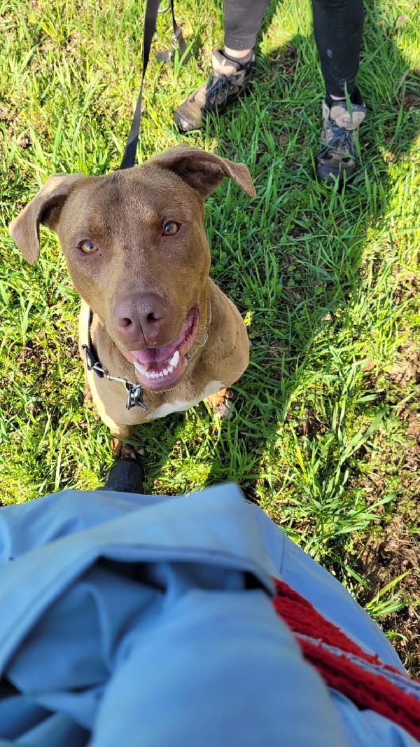 Splendido Pitbull - ZORO Foto 2